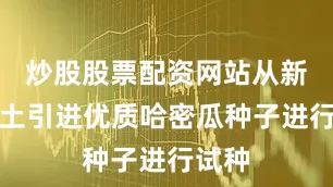 炒股股票配资网站从新疆本土引进优质哈密瓜种子进行试种